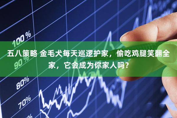 五八策略 金毛犬每天巡逻护家，偷吃鸡腿笑翻全家，它会成为你家人吗？